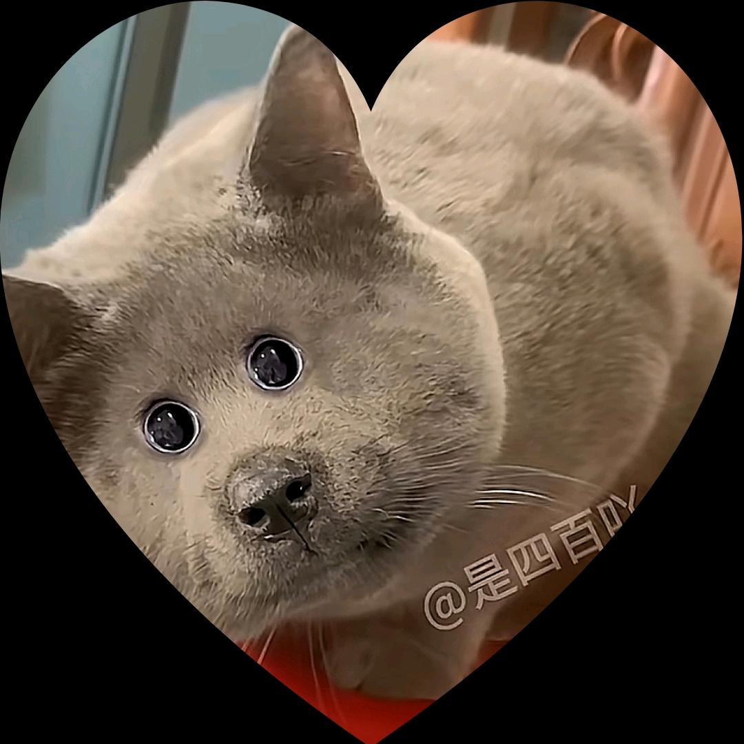 机器🐈猫