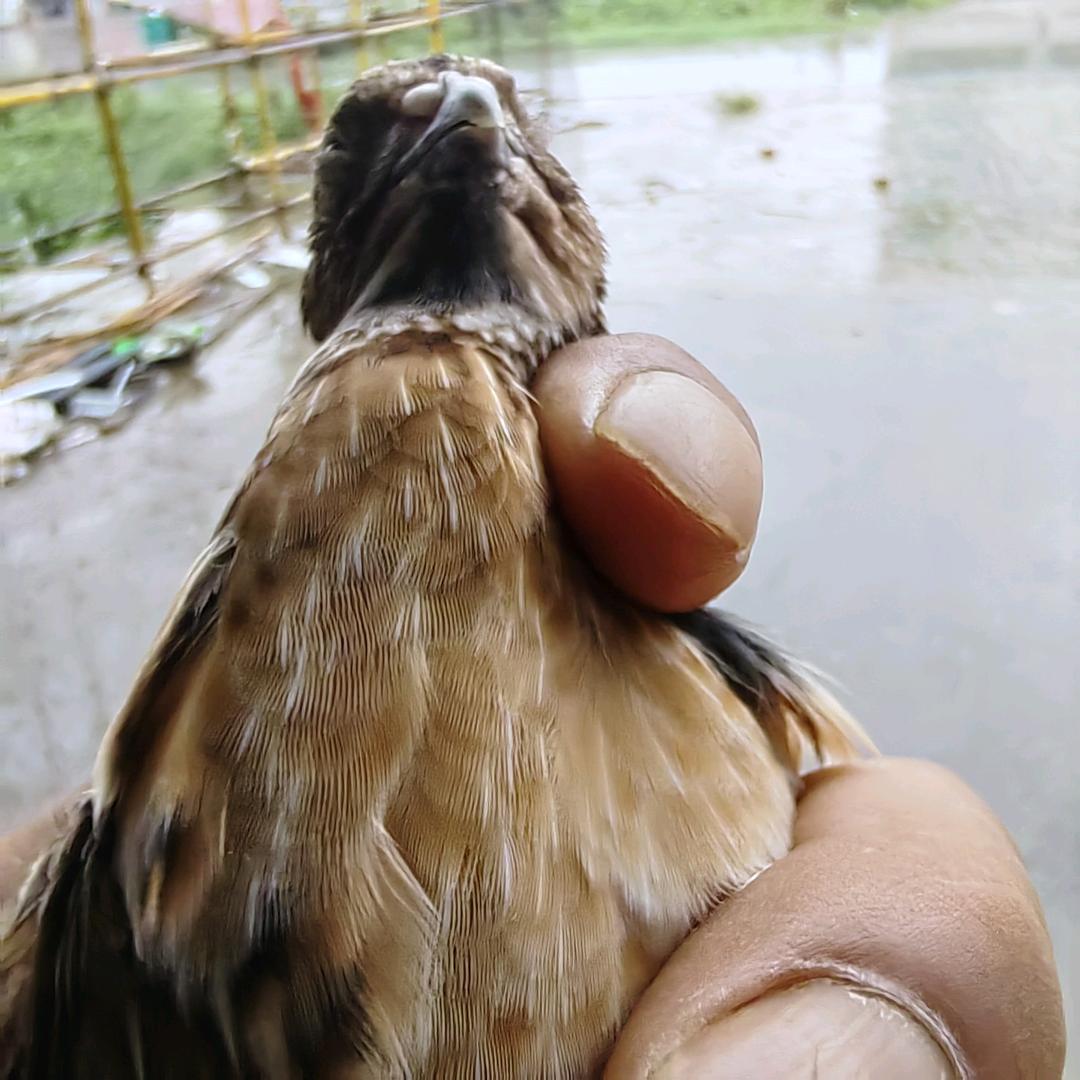 广交天下鹌友涡北鹌鹑孵化基地