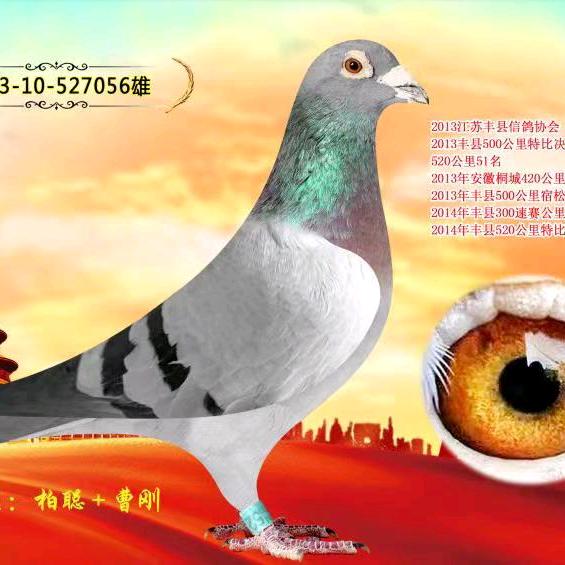 小朱信鸽