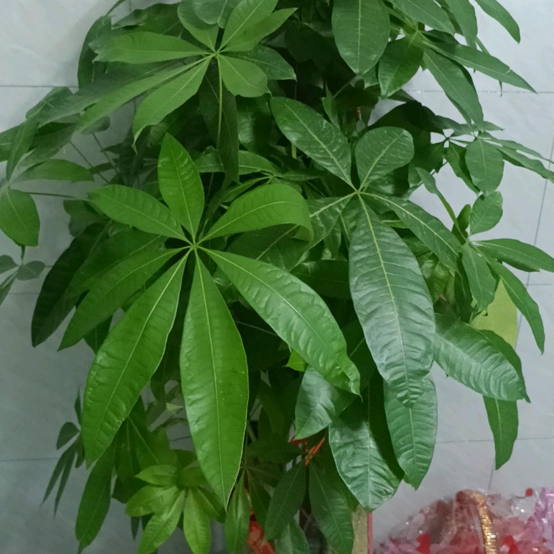 营健