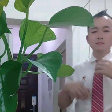 千杯不醉