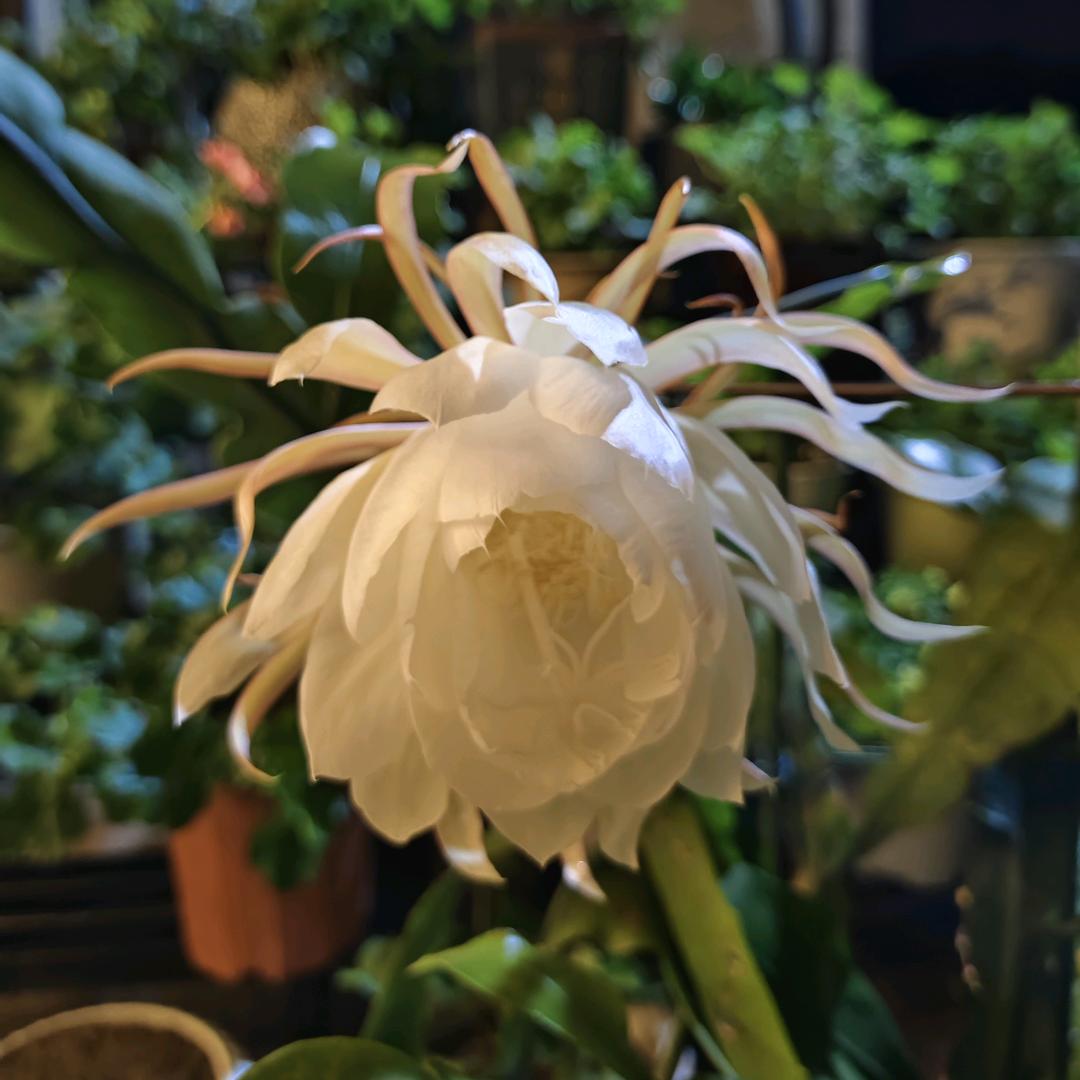 太狼