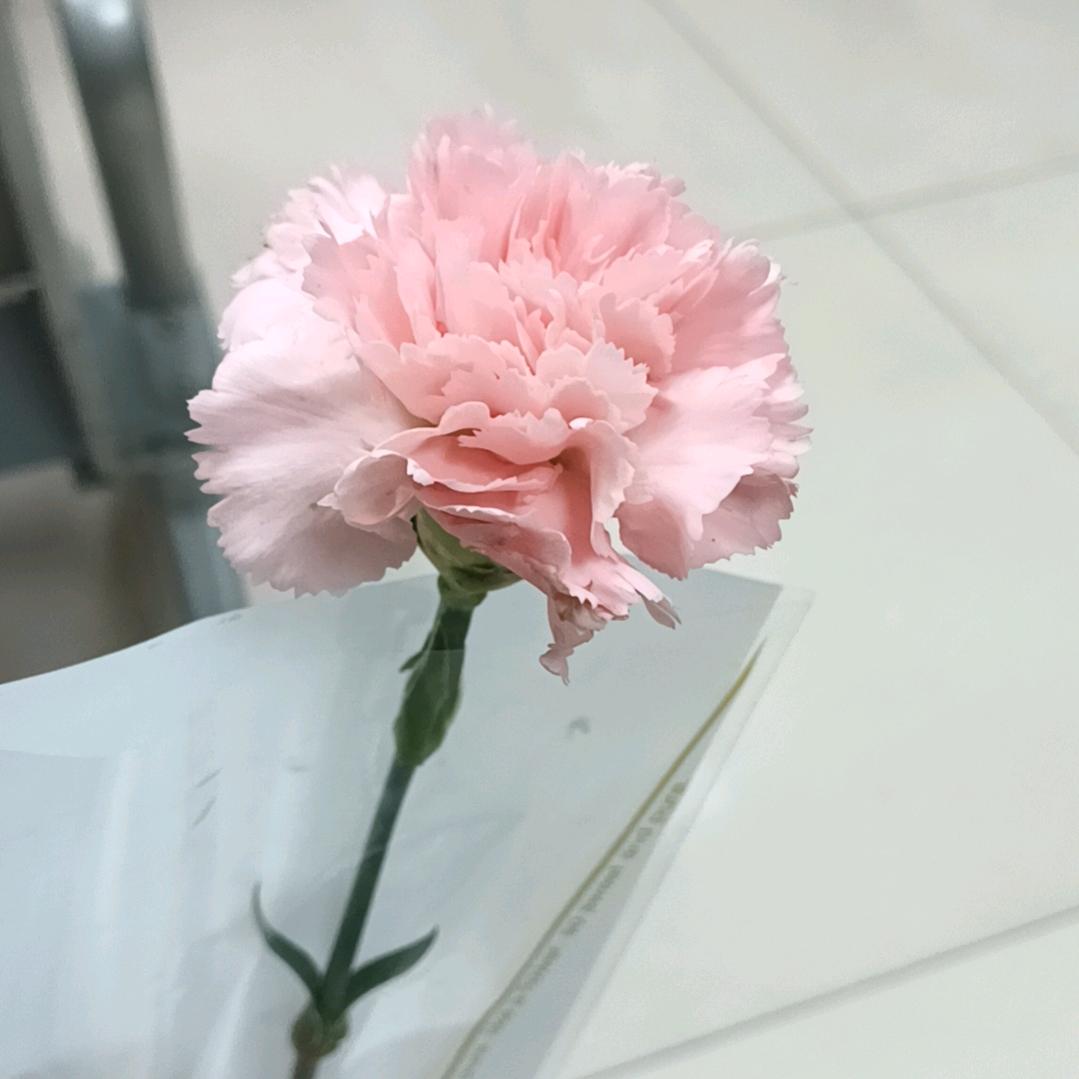 爱吃香菜不吃葱