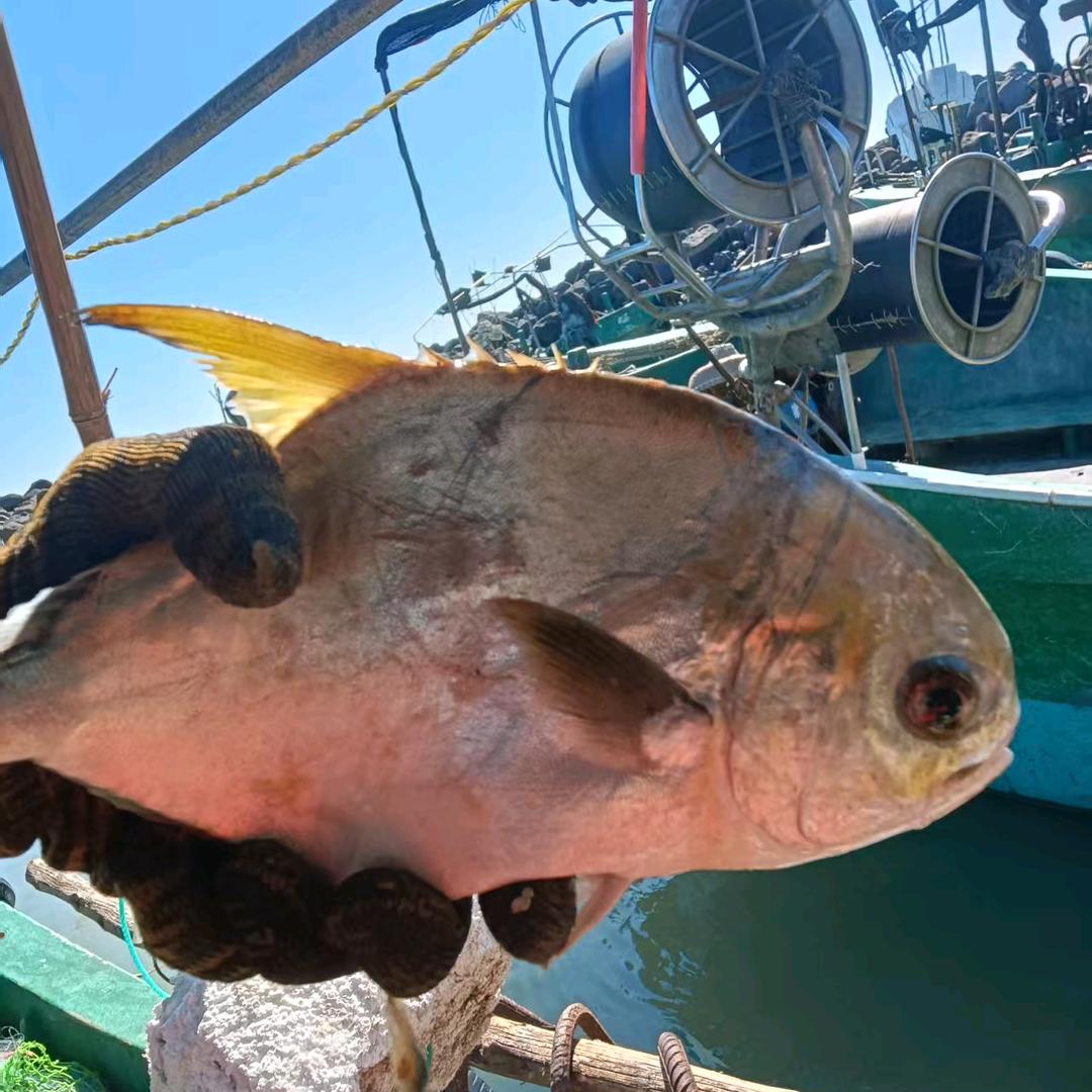 湛江天岩海产品批发铺