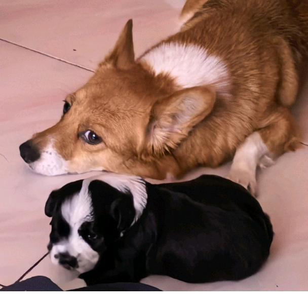 俺是团团🐶