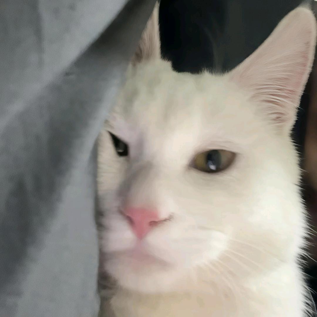 我表碎觉，我要玩手机