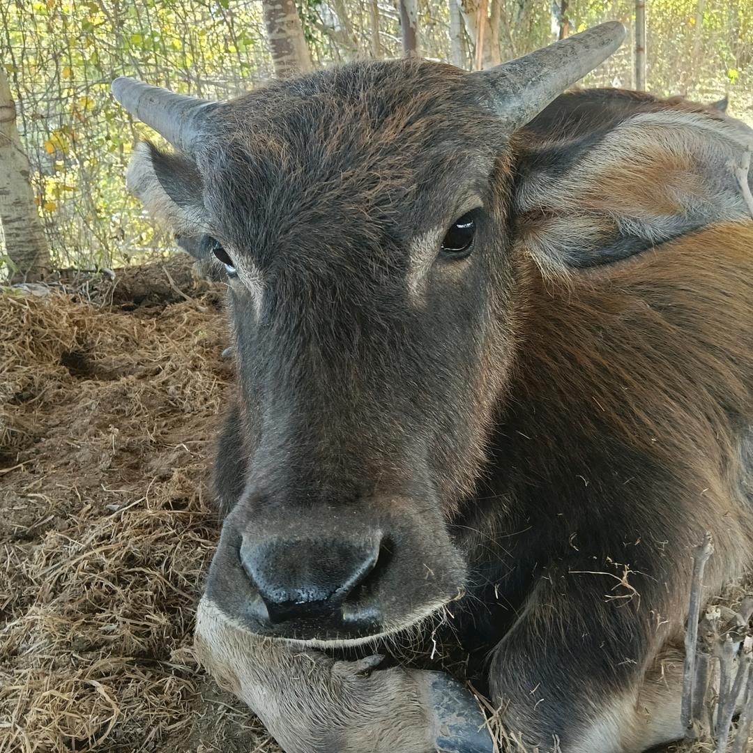 金鑫肉牛羊生态养殖家庭农场