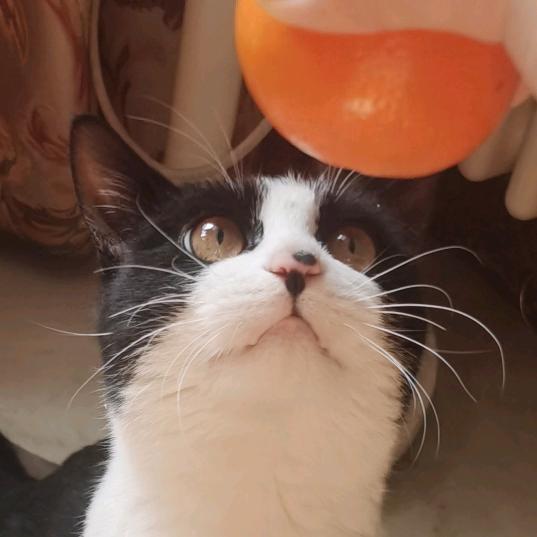 我是奶牛猫控