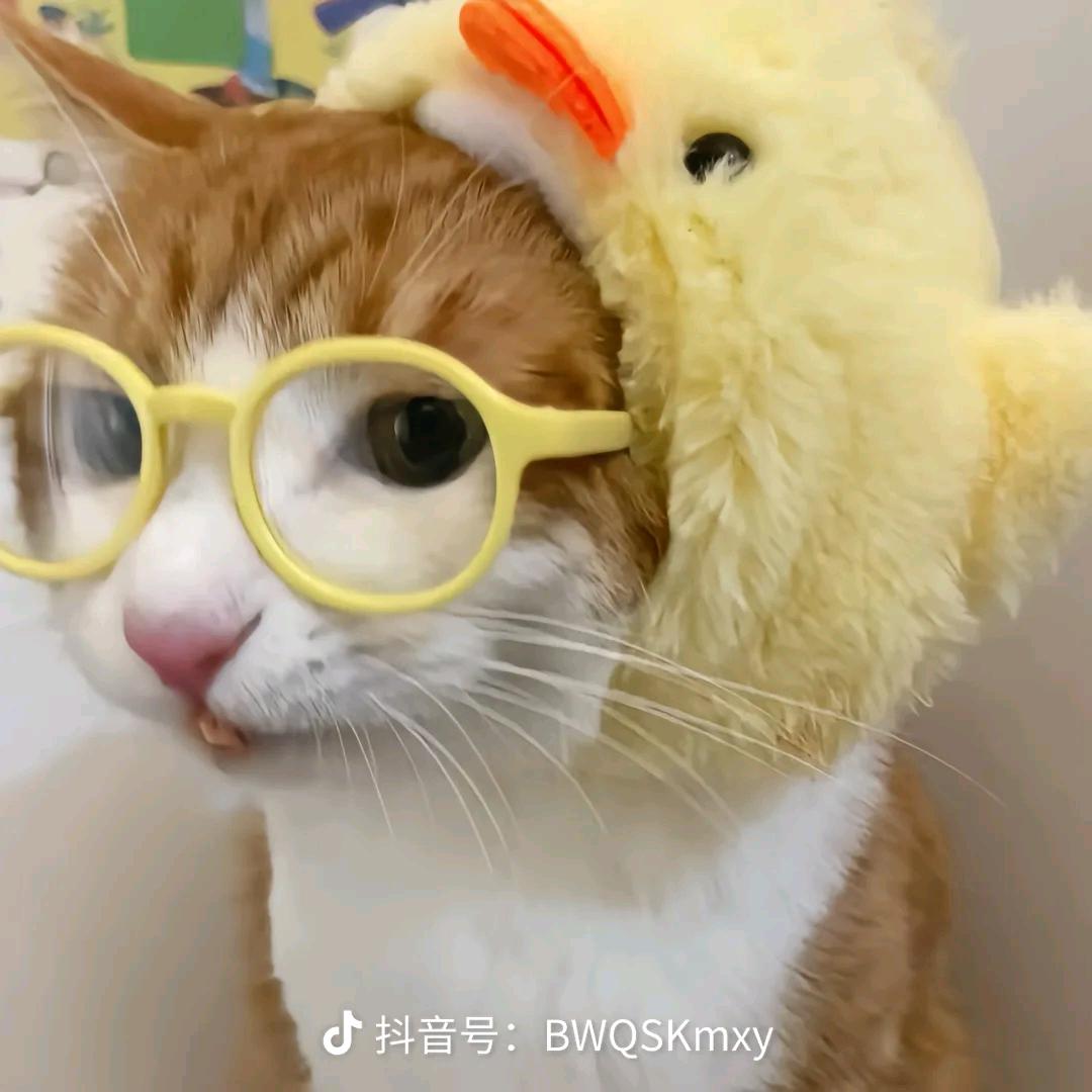 瑶琴月夜