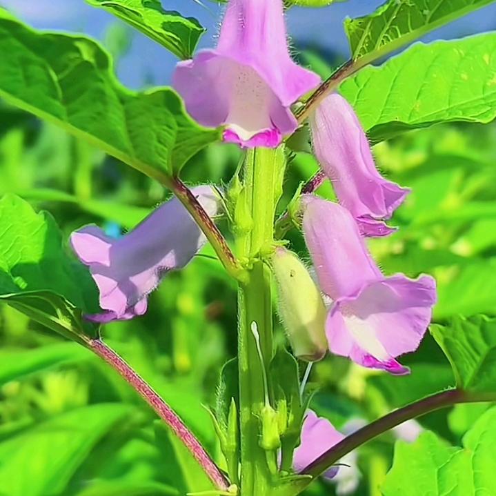 芝麻开花