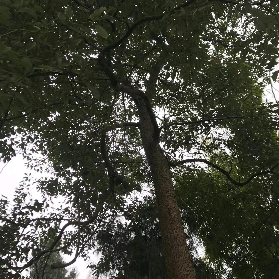 衡行天下