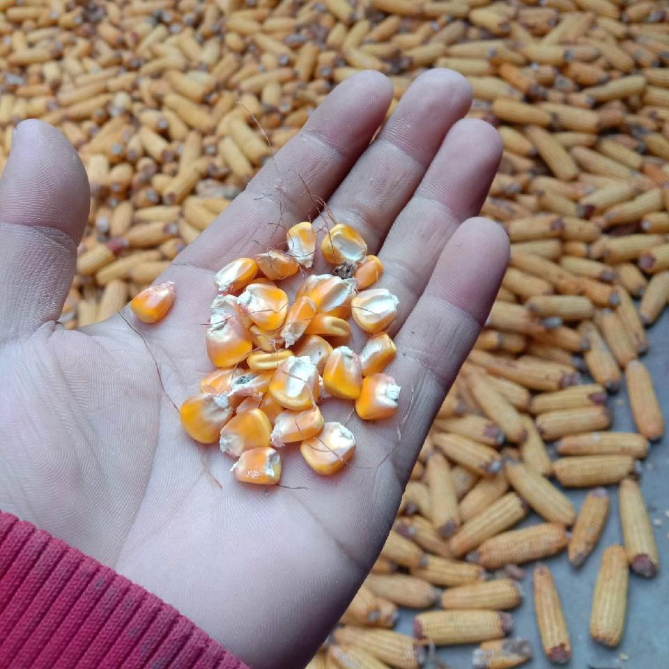 常年收干湿玉米棒