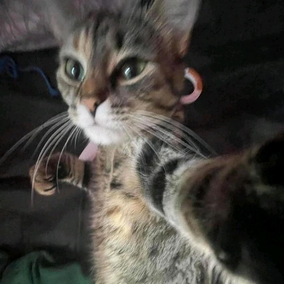 几个几个几个几个几个果子？