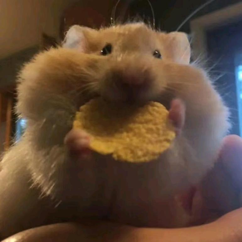 YY