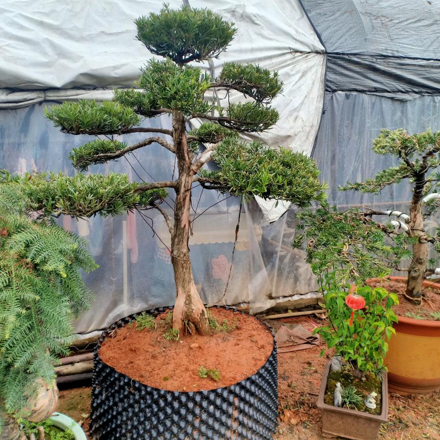 叱咤风云～彪哥