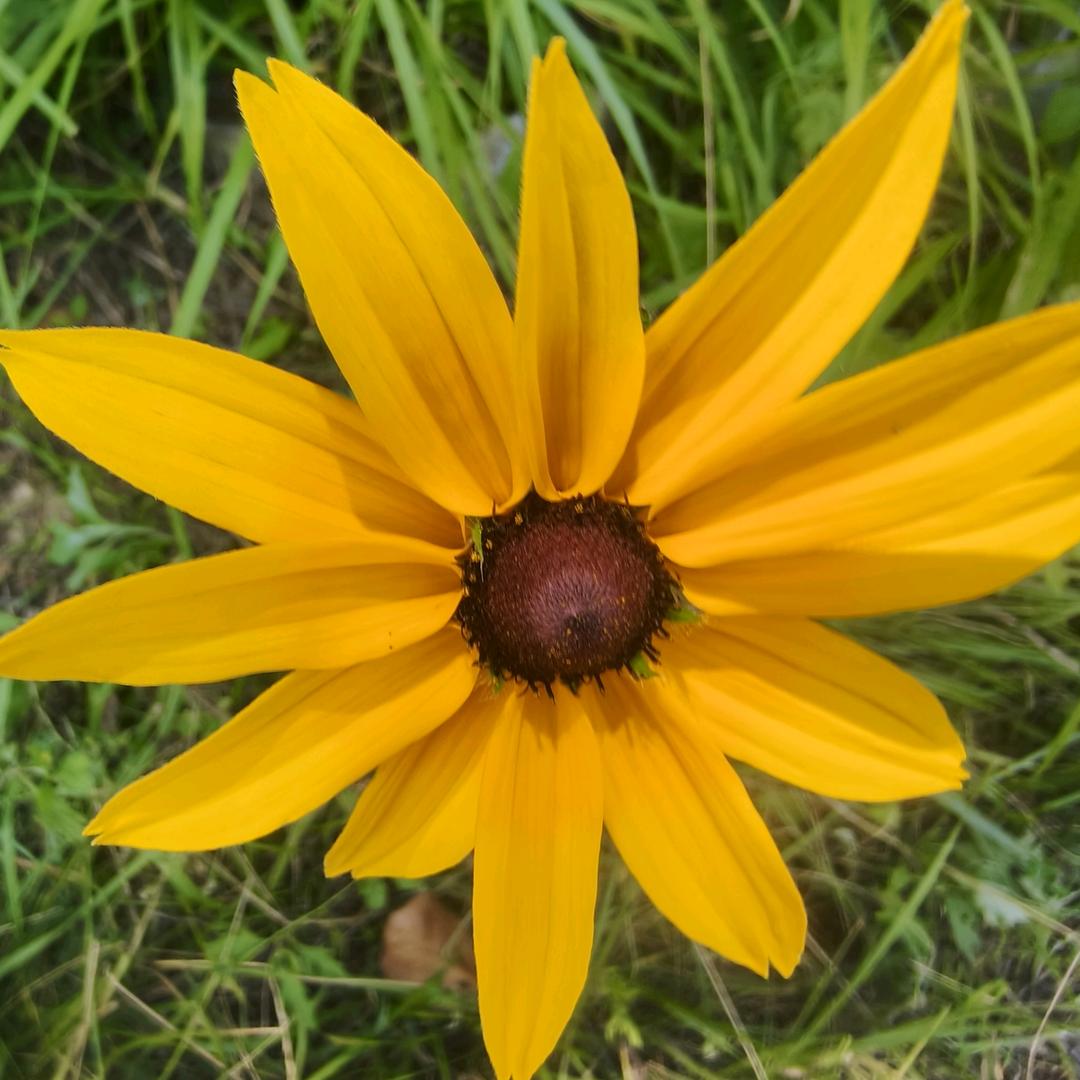 8️⃣6️⃣🌻