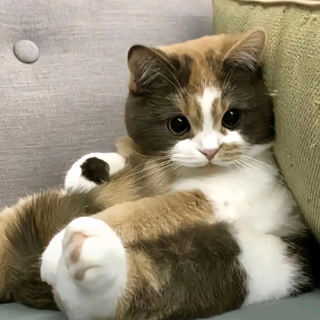 懒虫儿