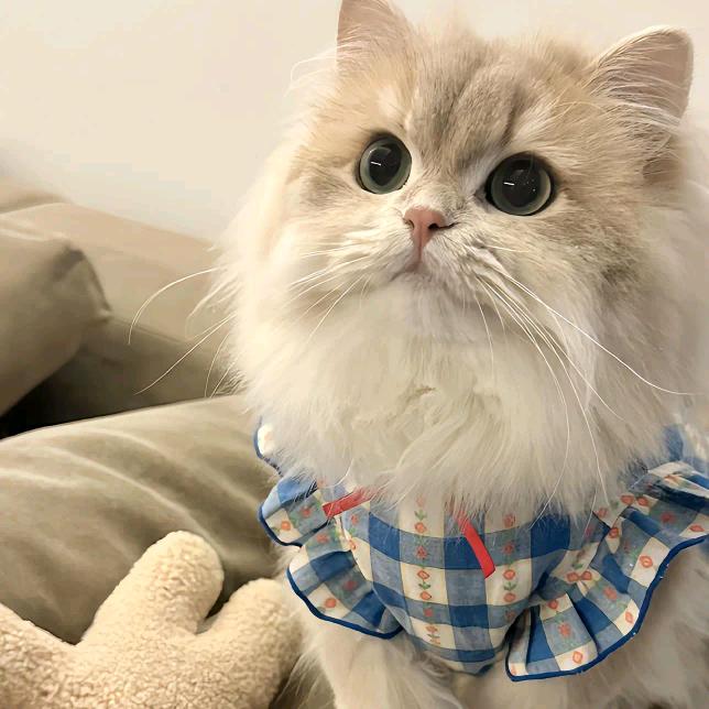 DIYʕ·͡˔·ོɁ౨：