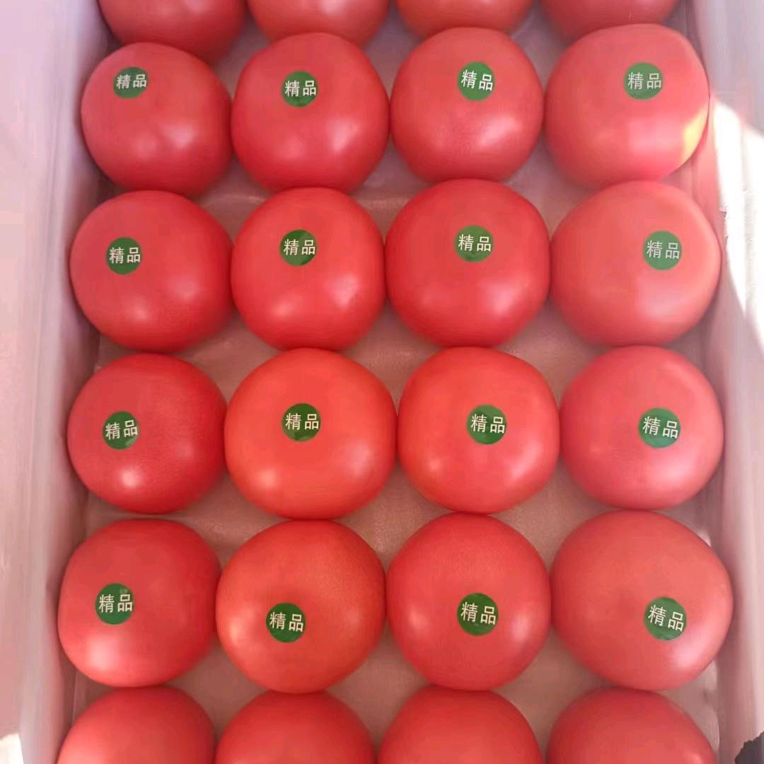 西红柿批发。配送