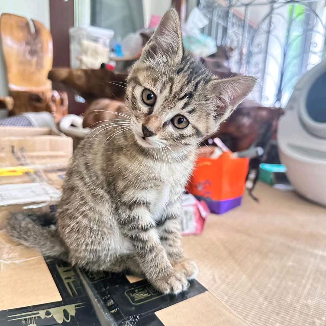 只有0次和无数次