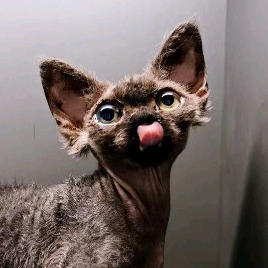 德文小喵（买🐱私信）