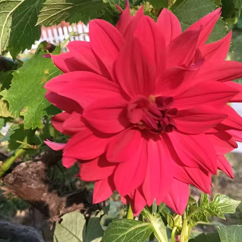 幸运草