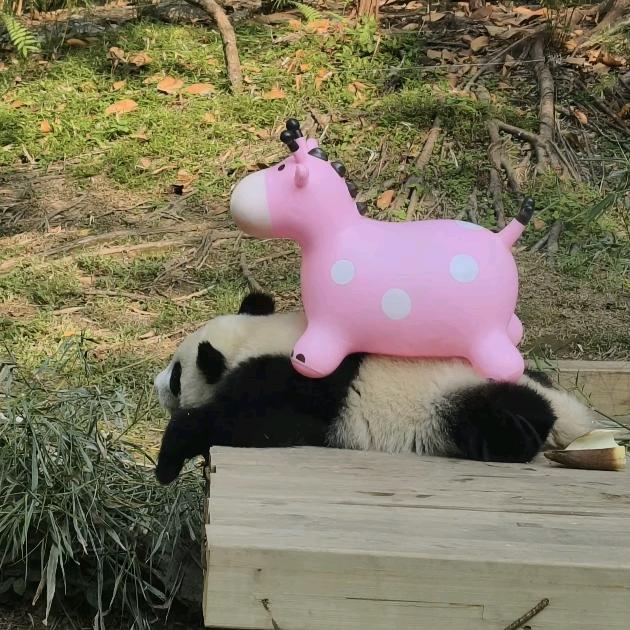 不喝可乐了z