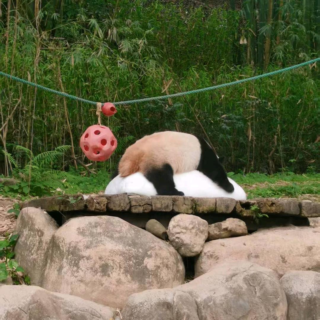 姜