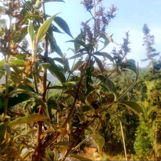 草🌿根