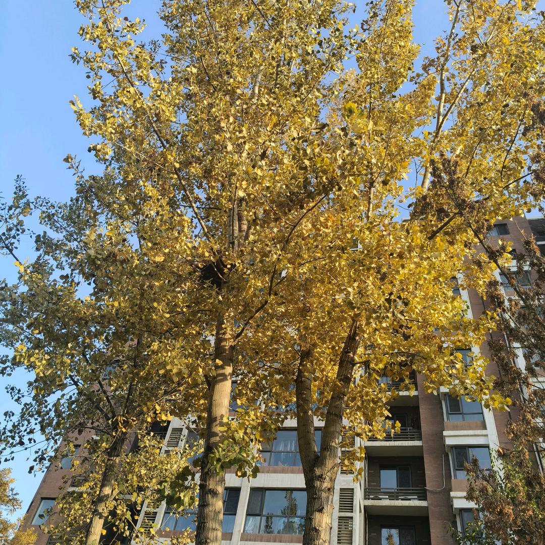 枫