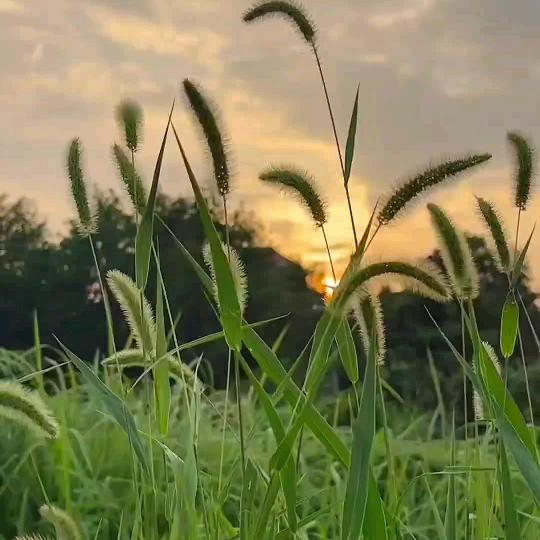 吉小吉