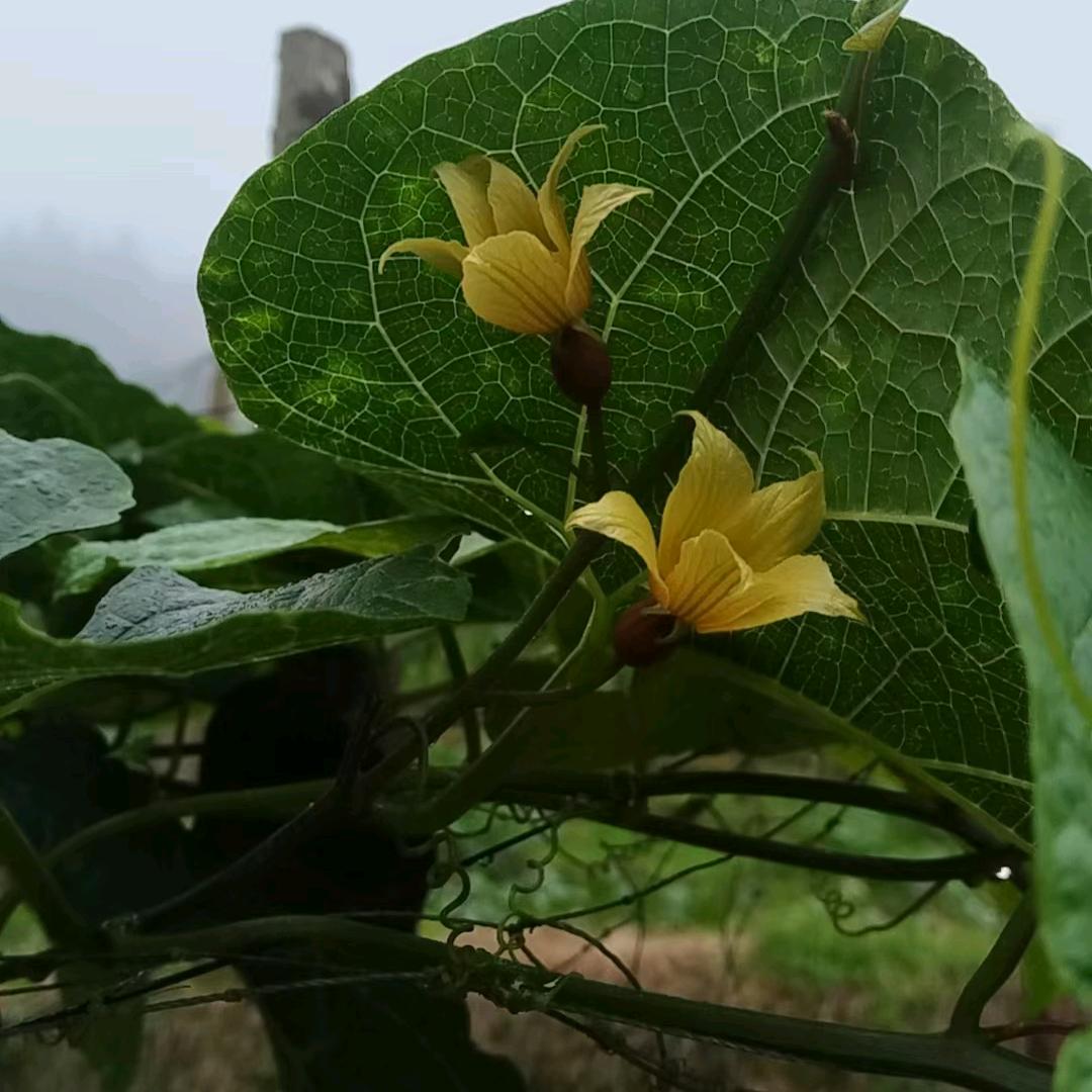 有缘相爱