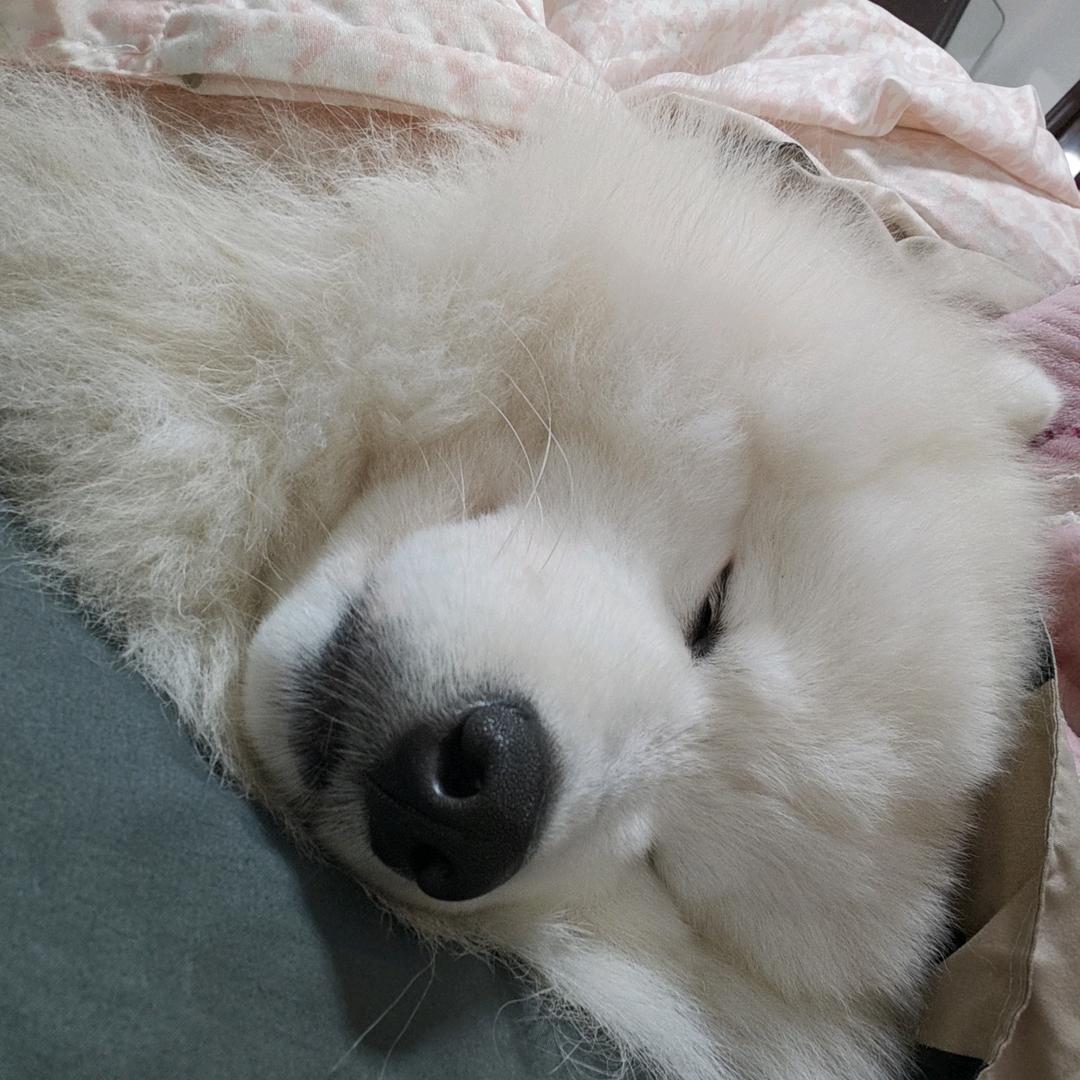 布丁狗 ⌯'ᵕ'⌯