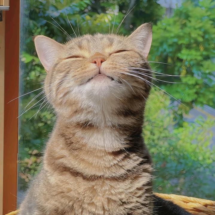 江韵