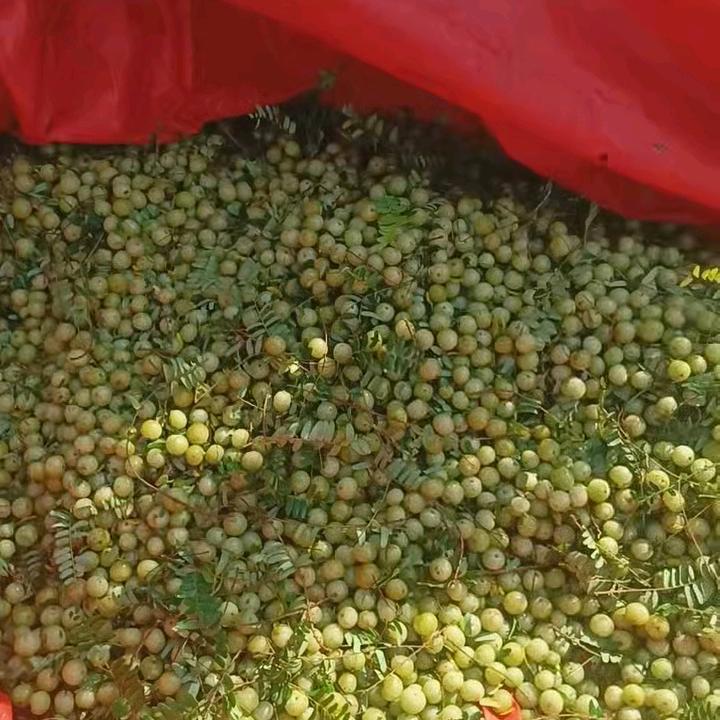 爱请护工的找我陆丰护工姐