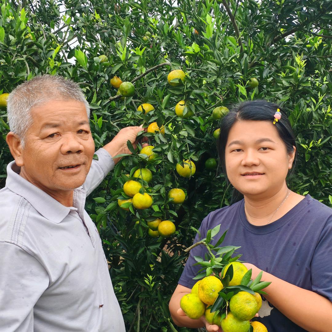 新会陈皮能叔柑园