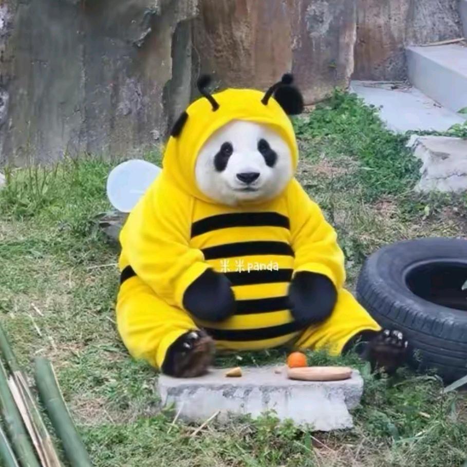 完颜发发