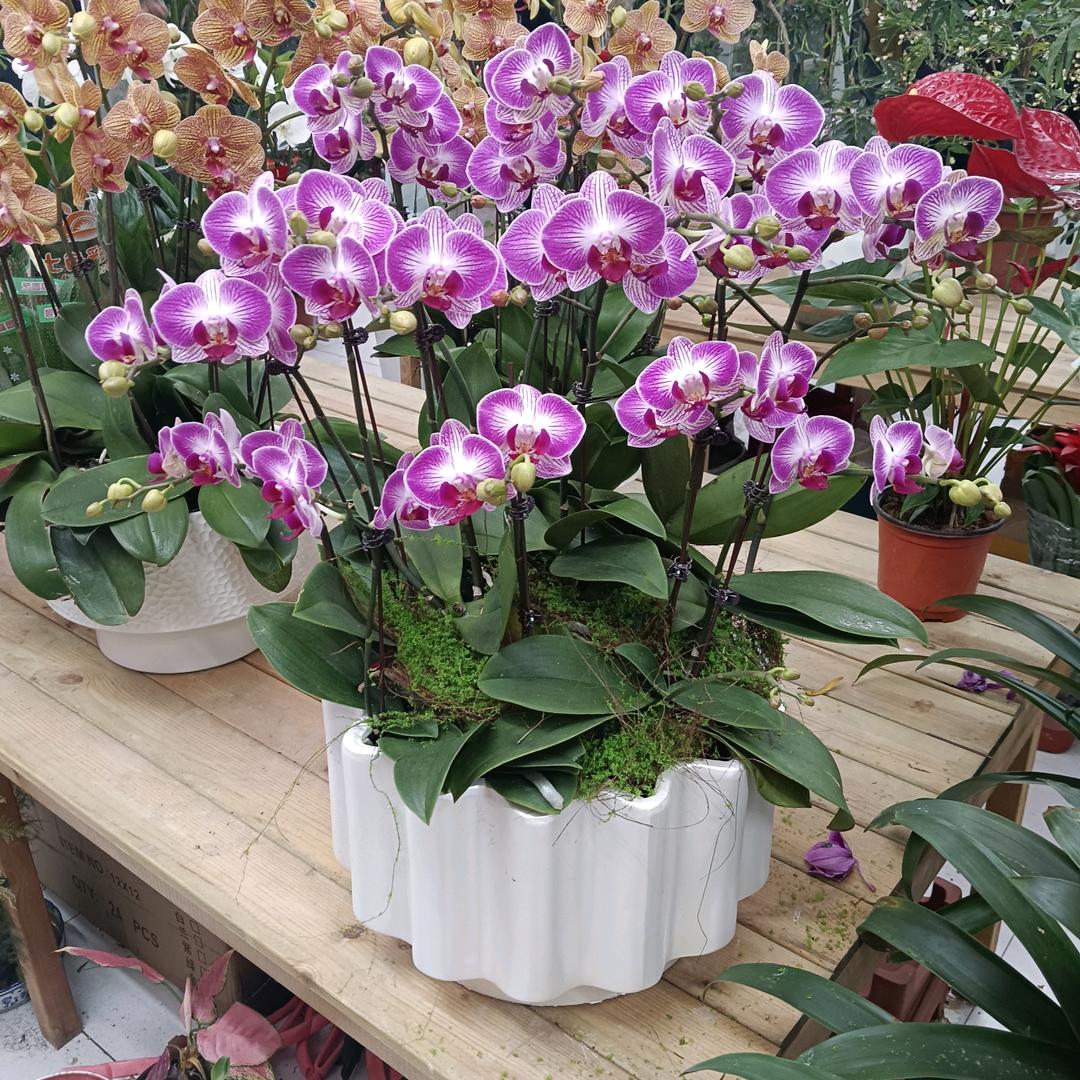 尚雅花卉（求回关）