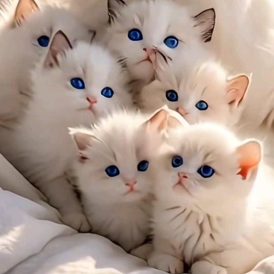 楊<欧派专业装修>