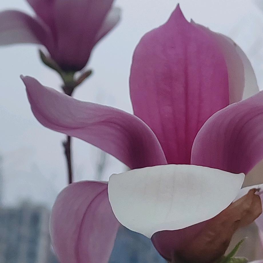 木棉花