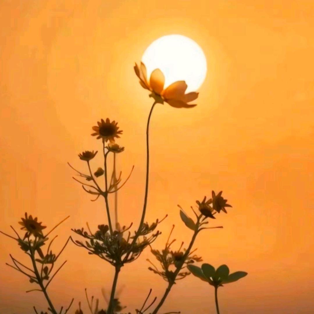 春暖花开