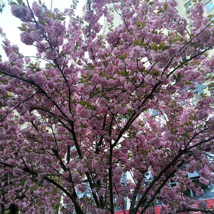 用户木棉花