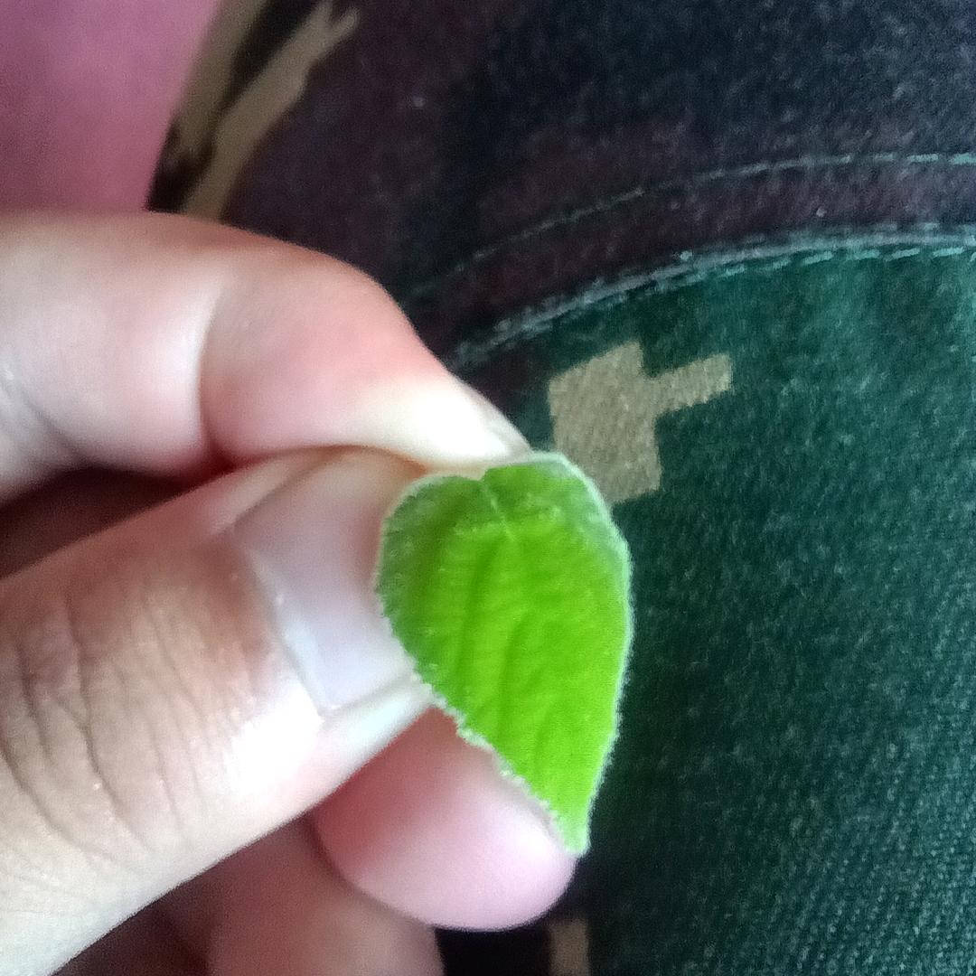 🇨🇳 小鱼Alice