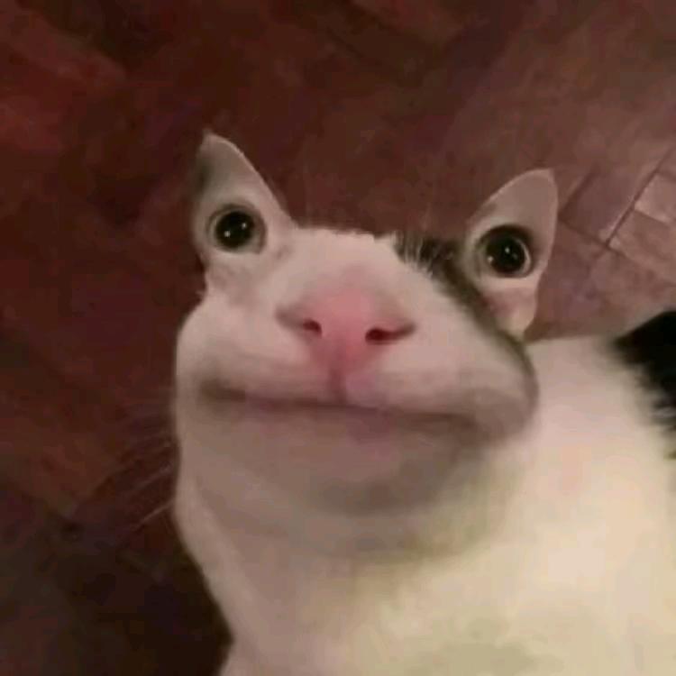 鸡怂