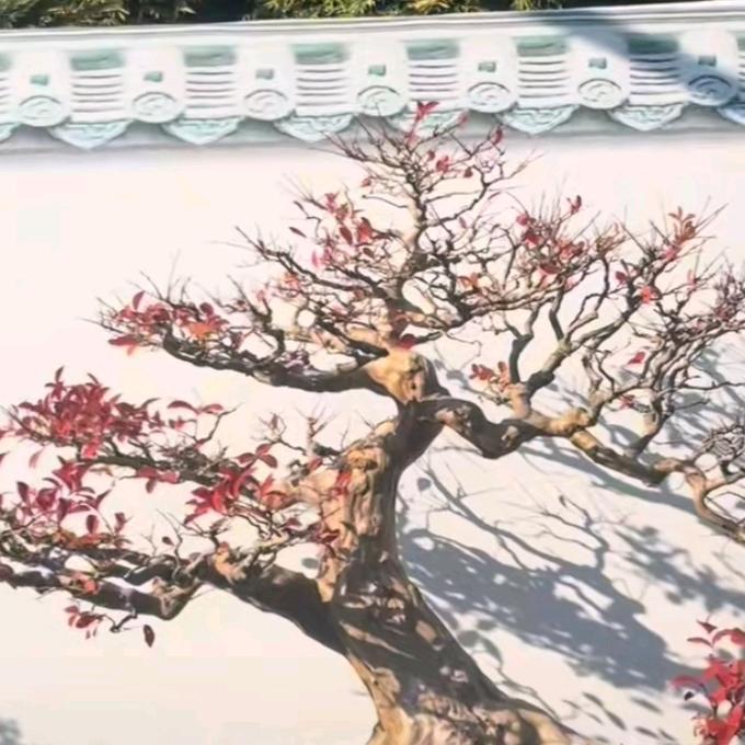 迅捷盆景园艺花卉