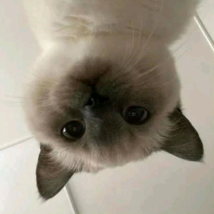 我有一个御姐梦