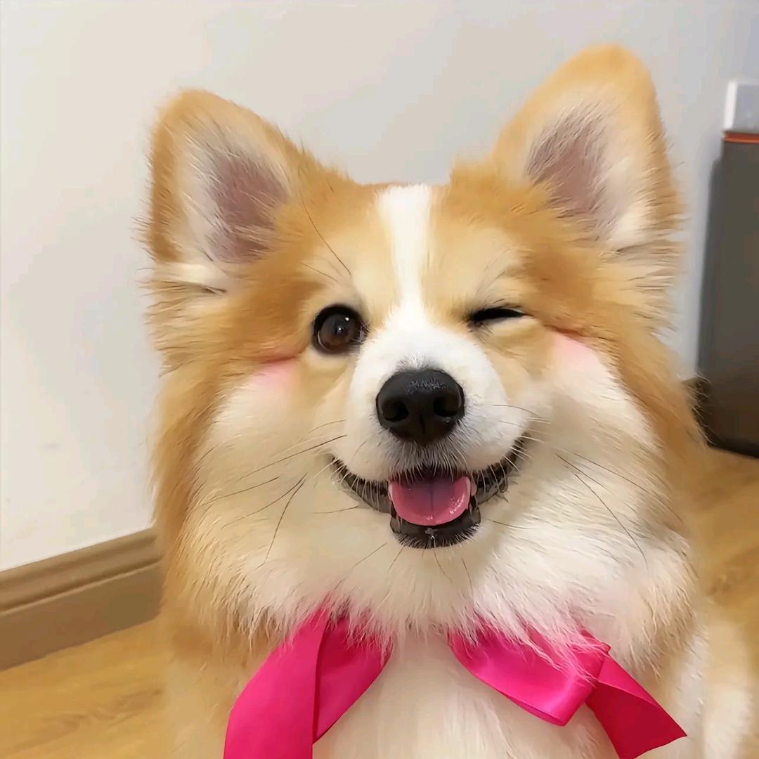 一只小胖基🍑