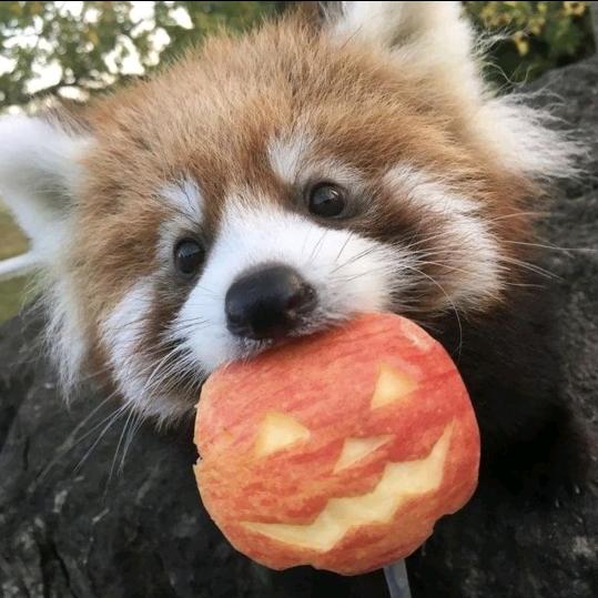 芝士个包子