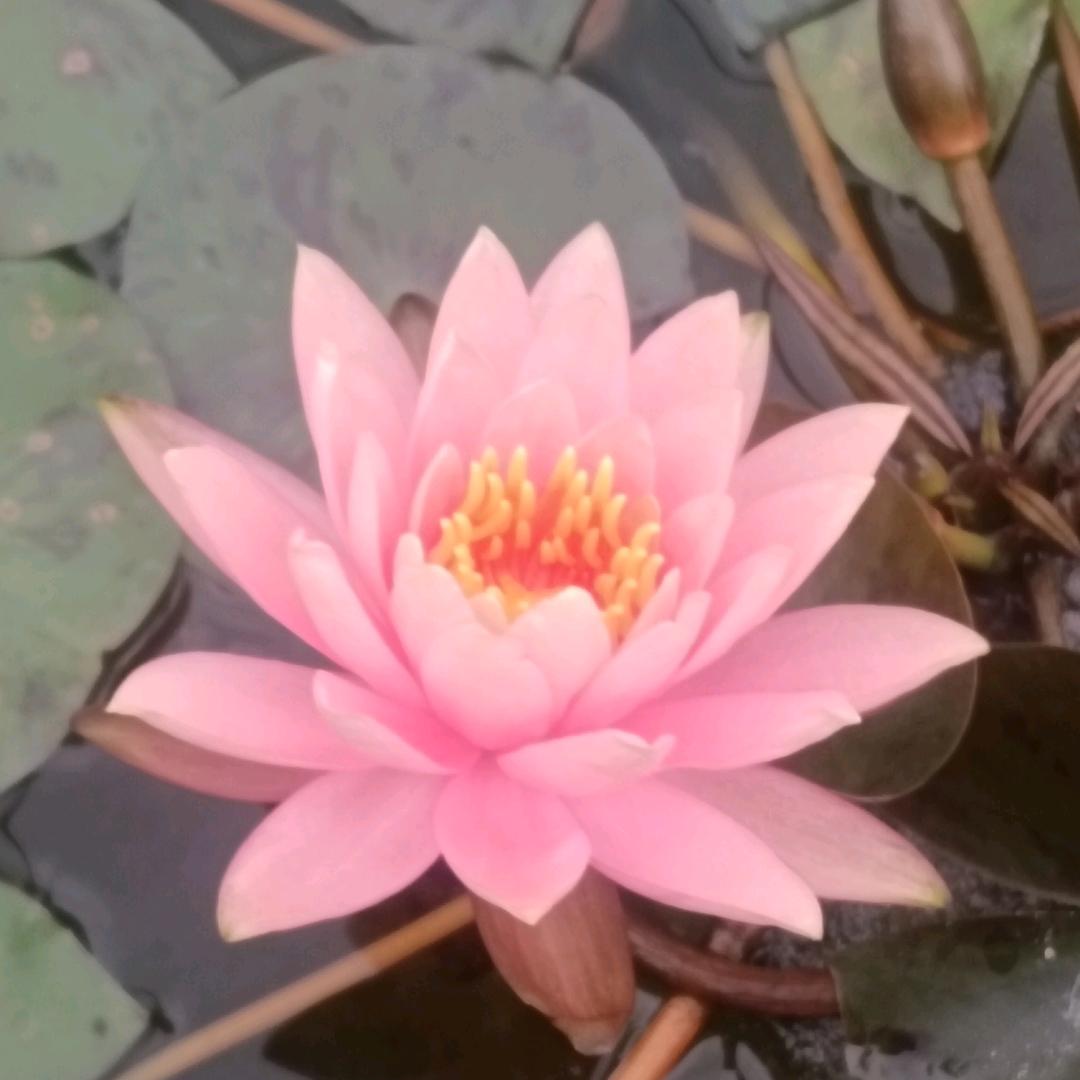 🐍薰🍁衣🍒草🧚‍♀️