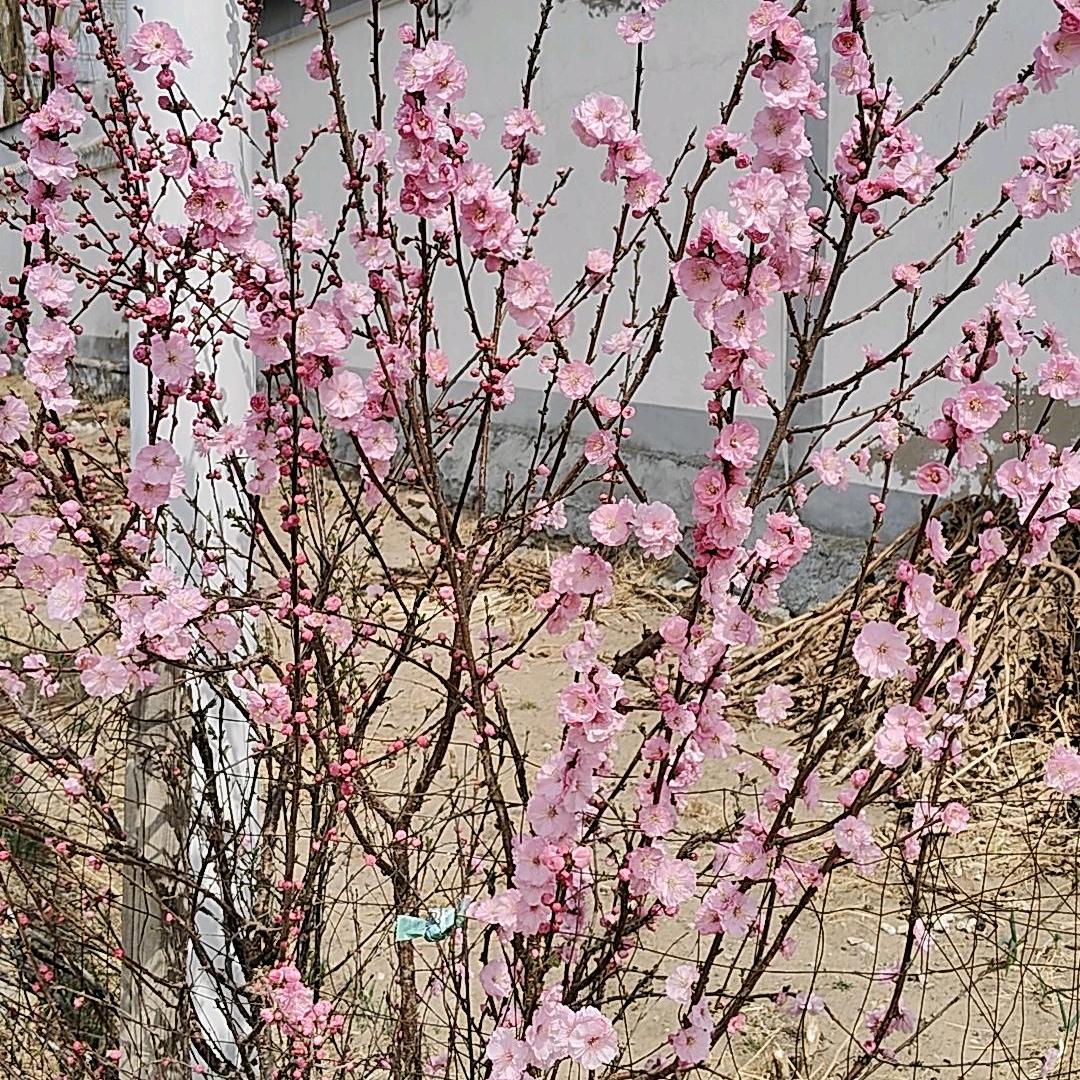 ࿐ཉི༗࿆单身 ༗࿆ཉི࿐